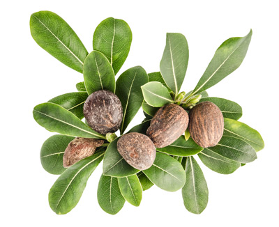 Shea nuts on 

leaves