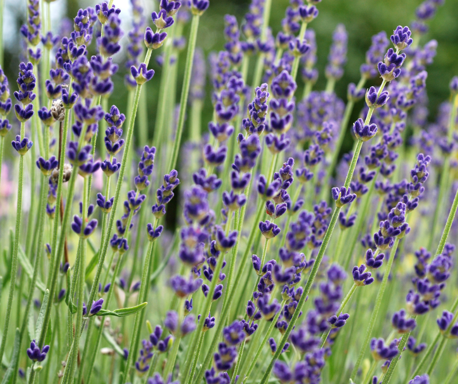 Lavender is one of our most popular oils Lavender is one of our most popular oils