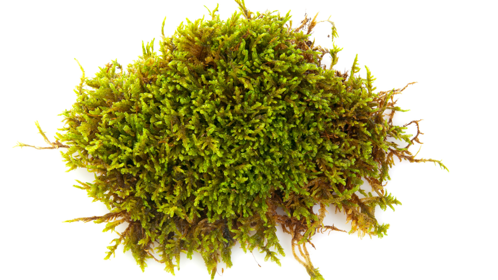 Sea Moss Benefits